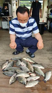 고삼지 상류권 마리수조황입니다