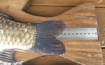 고삼지 상류권 물골포인트 사짜붕어행렬