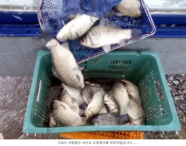 토종붕어 방류와 조황입니다....