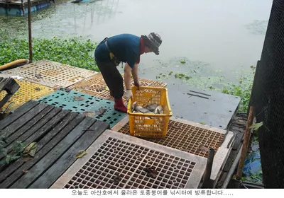 신봉지 방류도하고 조황도 올리고....