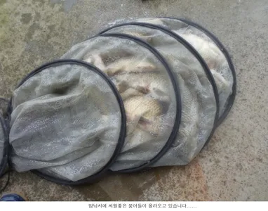 수온이 오르면 붕어도 나옵니다,,,,