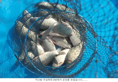 오름수위의 신봉지 에서는....