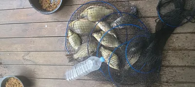 양평 힐링 수곡낚시터 3월 2째주 주중 및 주말조황