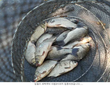 오늘은 토종붕어를 방류하고.....