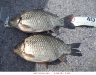 대박은 아니지만 간간히 묵직한 조황이....