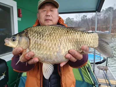 산란임박한 고삼지 사짜붕어 자태입니다.