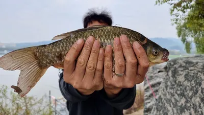 아산 명품 월랑낚시터 10월 첫번째  조황 화보입니다...^^