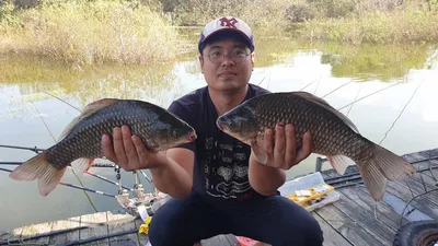 고삼지 사짜붕어 100마리 돌파 조황!!