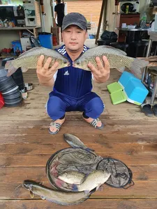 고삼지 특수시즌이 다가왔습니다.