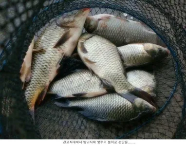 몇일간 내린비로 인하여....