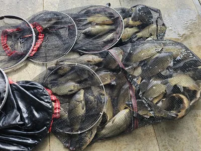 반제지 금요일조황과 오늘 붕어방류 