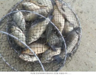 오늘 신봉지는 때깔좋은 붕어가....