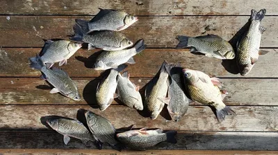 고삼지 추석맞이 풍성한 조황입니다.