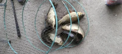 겨울물낚시 수상좌대할인 안내 및 주중 조황, 붕어방류