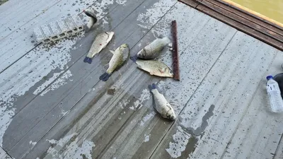 아산 명품 월랑낚시터 5월 세번째 조황이야기입니다...^^