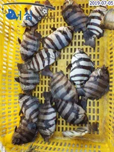 7월5일어심바다낚시터조황 