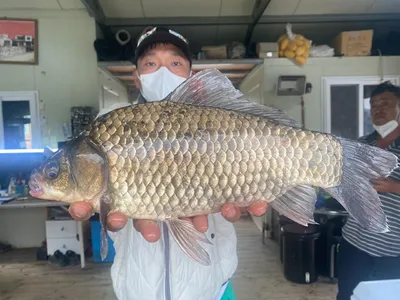 활기찬 입질 고삼지 사짜붕어외 마리수 조황입니다.