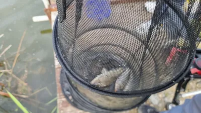 아산 명품 월랑낚시터 5월 두번째 조황이야기입니다...^^