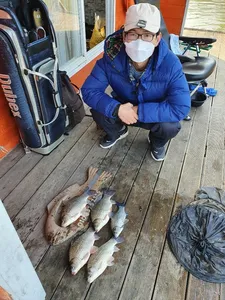 고삼지 상류권 조황입니다.