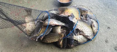 여름휴가낚시 힐링 수곡낚시터 주초 조황 소식입니다