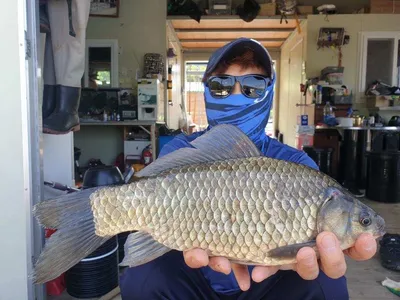 고삼지 중류권 포인트 마리수 조황입니다.