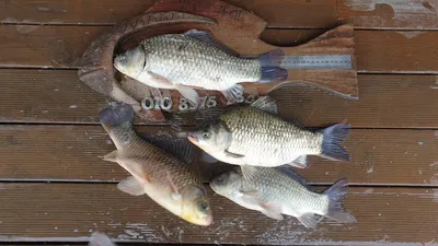 고삼지 양촌좌대 덩어리 붕어습격!!