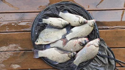 고삼지 깊은골~ 마리수 조황!!