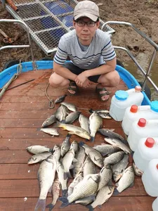 다시 시작된 고삼지 붕어풍년