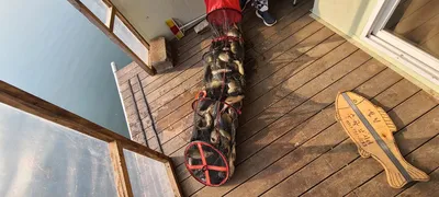 넷째주 주중반 힐링 수곡낚시터 호조황 포함 조과입니다