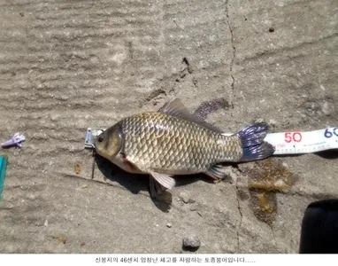 4짜급들이 보이고 있습니다....