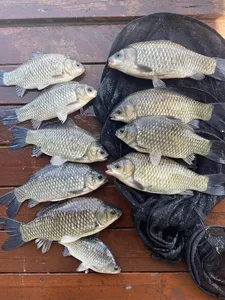 송전지 제일좌대 조황입니다.