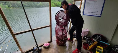 셋째주 주중 힐링 수곡나낏터 조황 및 오늘 붕어 방류