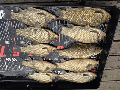 산란 시작 하네요