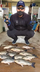 고삼지 붕어들이 미쳤습니다.