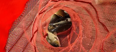 6월 첫주말 금, 토요일 수곡낚시터 조황 및 붕어 방류 안내