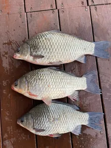 송전지 제일좌대 조황입니다.