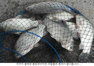 만수가되니 조황도 좋아집니다....