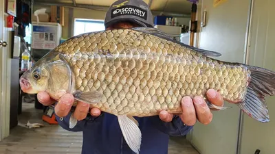 양촌좌대 새로운 포인트에 사짜붕어 도전!!