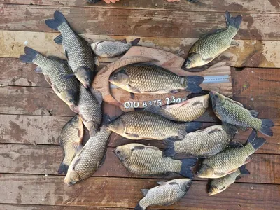 고삼지 양촌좌대 여름피서 사짜붕어타작!!