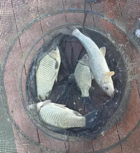 송전지 제일좌대 조황입니다.