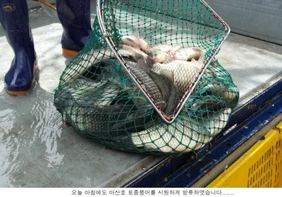 막바지 4월은 신봉지에서.....