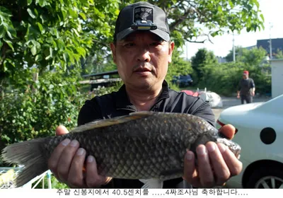 신봉지 4짜토종붕어가......