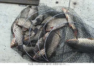 낮낚시 보다는 밤낚시가 유리합니다....