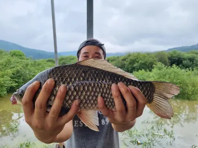 고삼저수지 두번째 오름수위 타작중!!