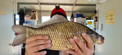 고삼지 막바지 피딩시즌!! 사짜조황