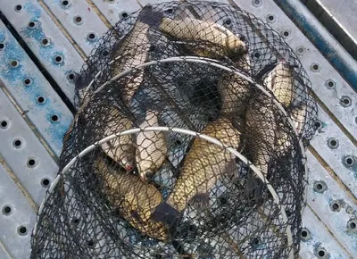 아산 명품월랑낚시터 11월 첫번째 조황이야기입니다...^^