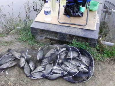 10월 둘재주말 조황