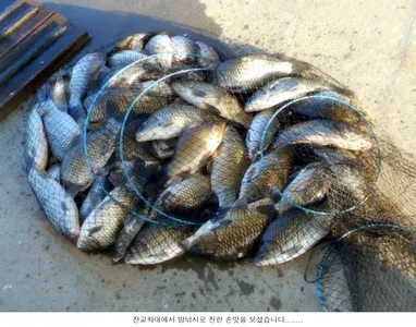 손맛 보는데 어려움이 없습니다...