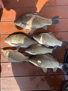 송전지 제일좌대 조황입니다.(4짜)