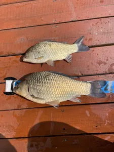 송전낚시터 제일집 5월 셋째 주 조황